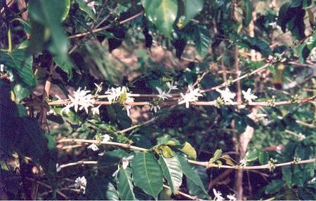 coffee flowers.jpeg - "Kona Snow" - blooming coffee tree